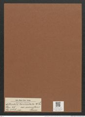 Nitzschia lanceolata var. incrustans Grun. (de-Toni-Nr.: Genus 47, Species 2117) Zeichnungen Sammlung Grunow Mappe 02237 (Herbarium_W_Grunow_drawings_Folder_02237)